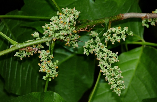 {Toxicodendron radicans}